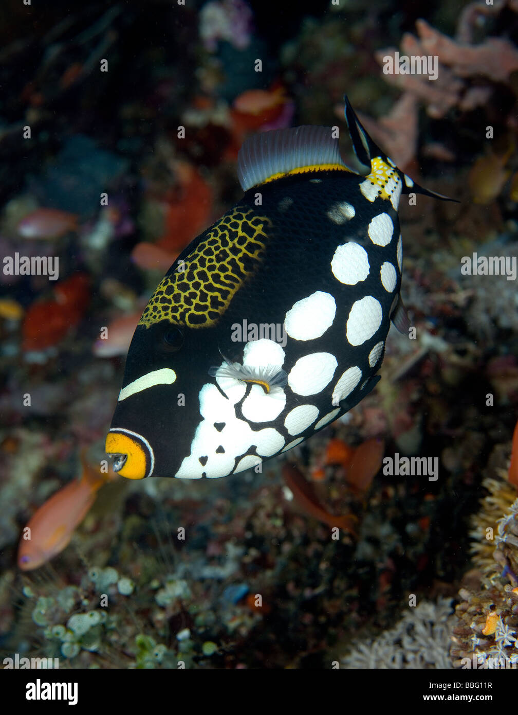 Close up of Clown triggerfish. Banque D'Images