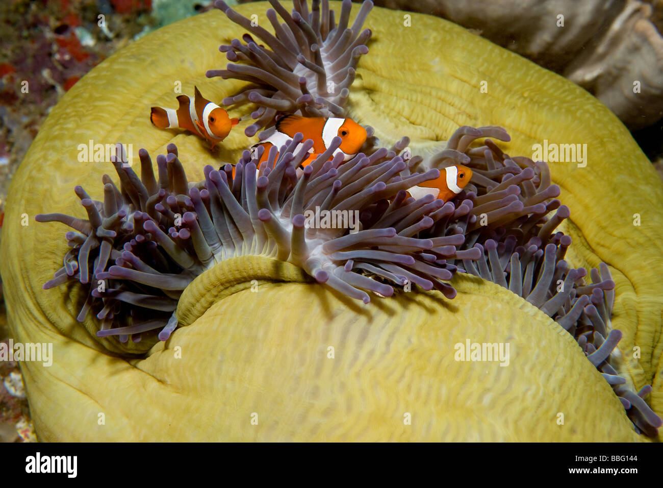 Poisson clown dans anemone. Banque D'Images