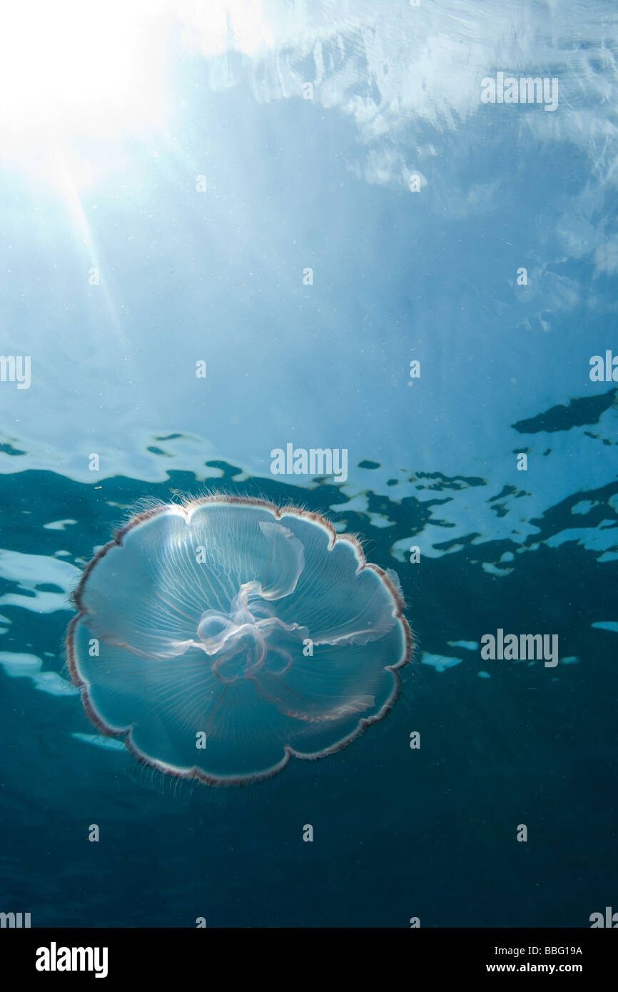 La lumière brille à travers Moon jelly. Banque D'Images