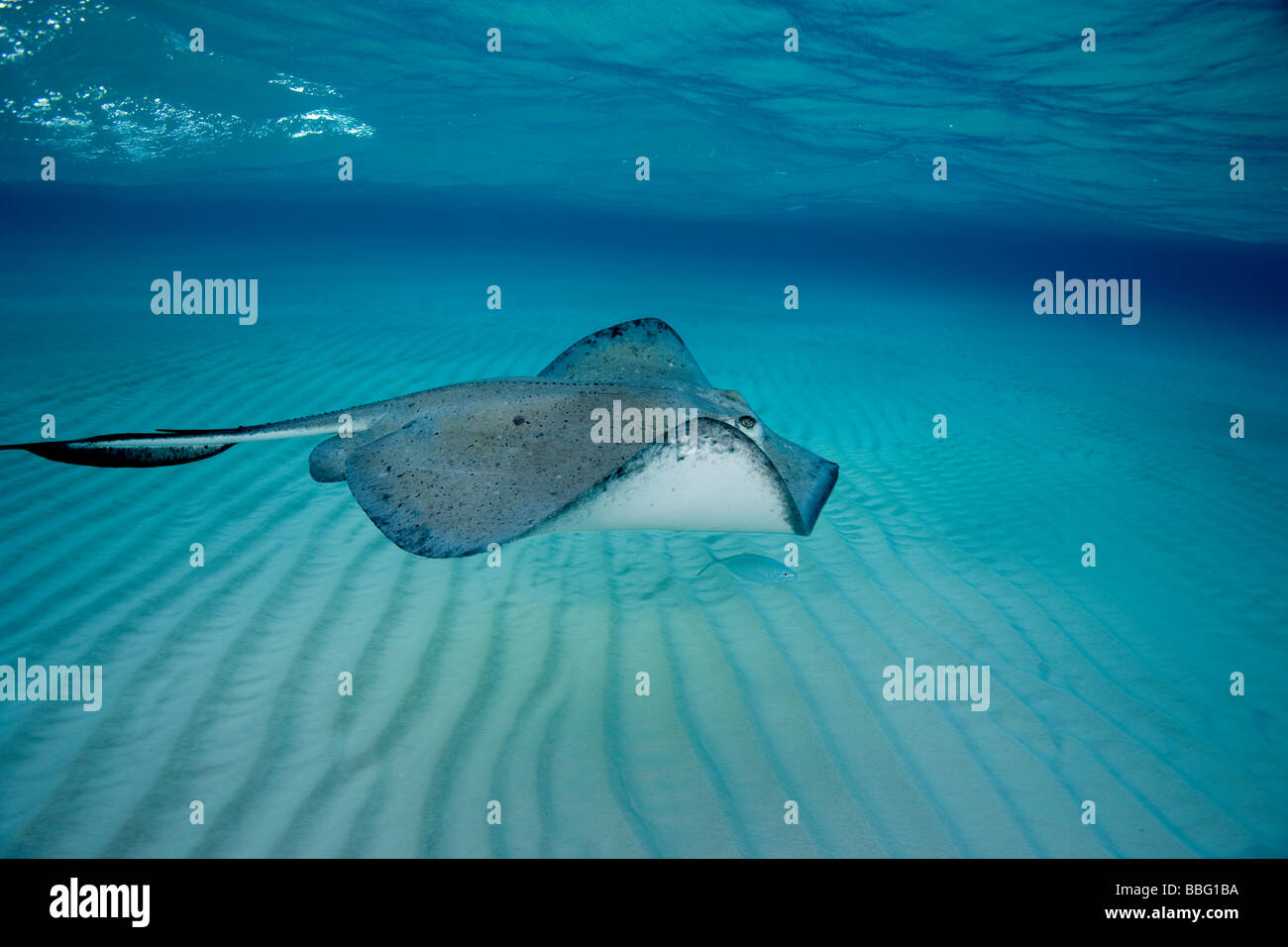 Le sud de stingray en mouvement. Banque D'Images