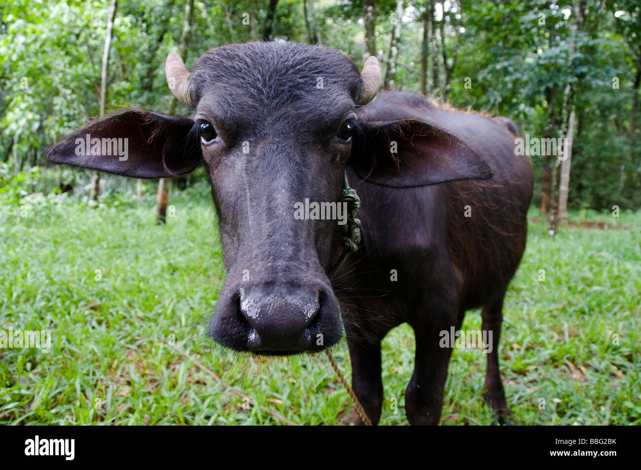 Buffle d'Indiens Banque D'Images