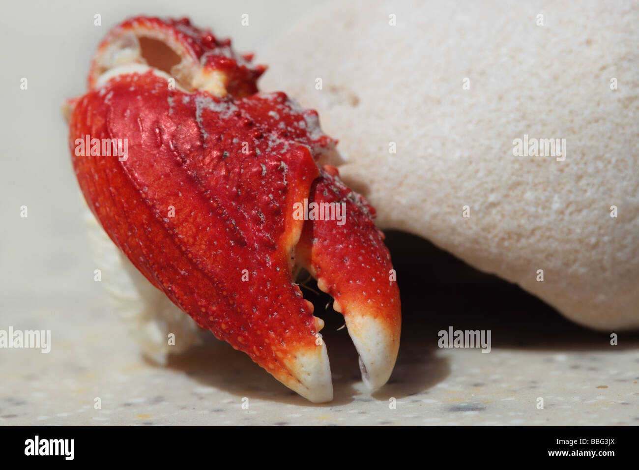 Pince De Crabe Rouge Photo Stock Alamy Pince De Crabe Rouge Photo Stock Alamy