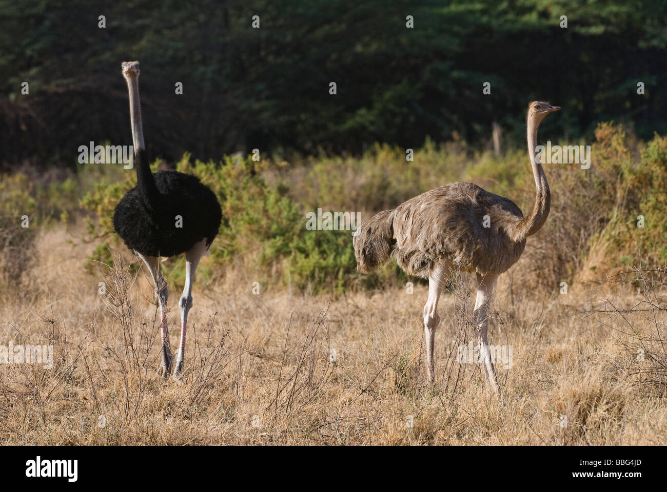 Parade nuptiale de l'autruche somalienne Struthio camelus molybdophanes RÉSERVE NATIONALE DE SAMBURU Kenya Afrique de l'Est Banque D'Images