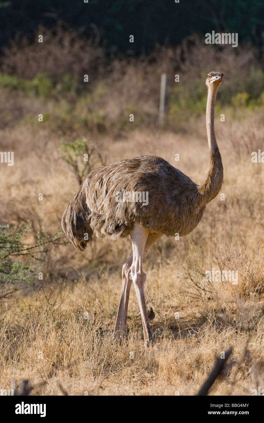 L'autruche somalienne femelle Struthio camelus molybdophanes RÉSERVE NATIONALE DE SAMBURU, Kenya Afrique de l'Est Banque D'Images