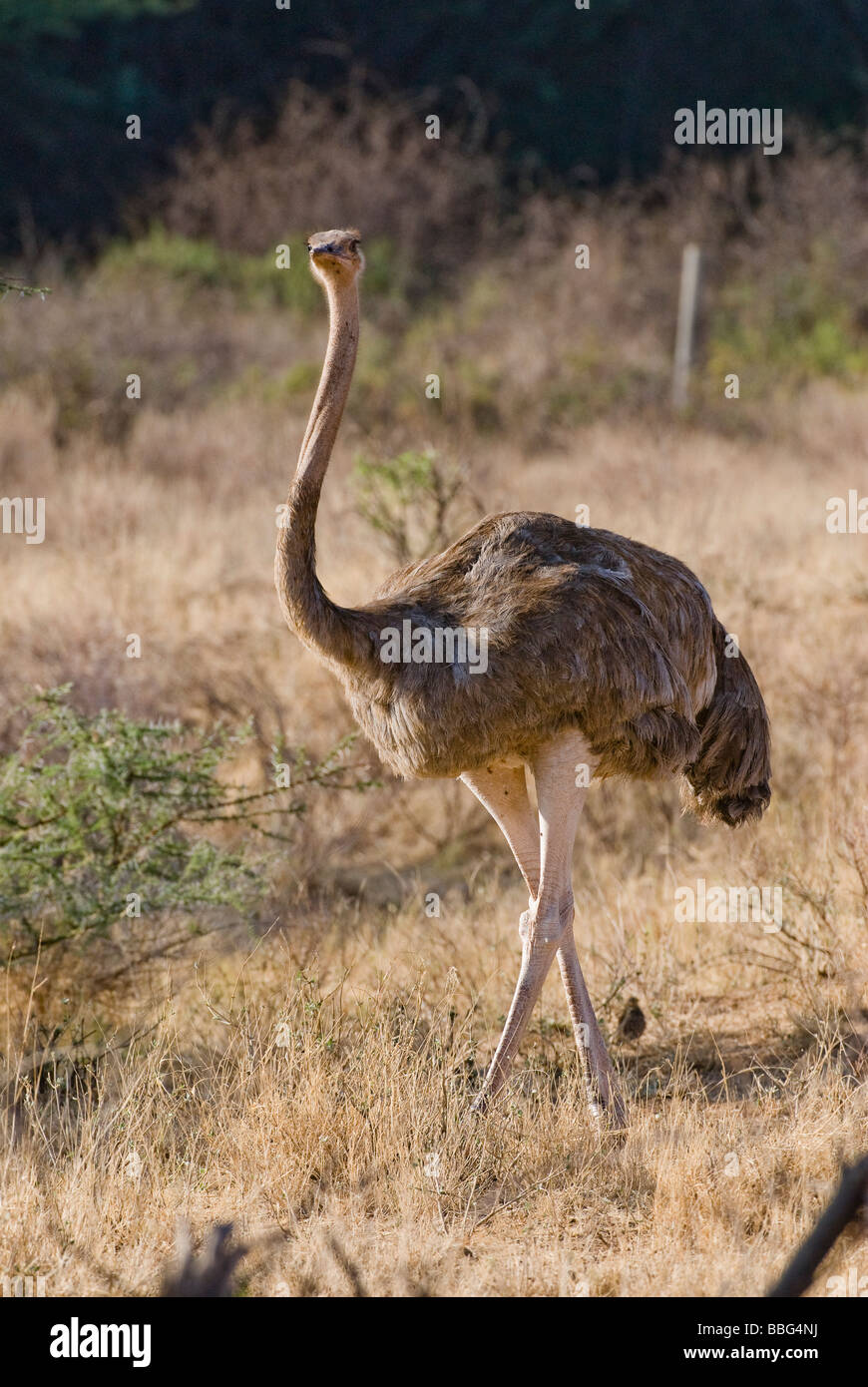 L'autruche somalienne femelle Struthio camelus molybdophanes RÉSERVE NATIONALE DE SAMBURU, Kenya Afrique de l'Est Banque D'Images