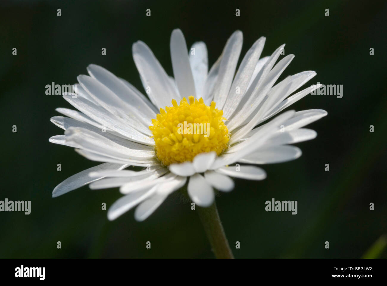 Daisy Daisy pelouse ou commun (Bellis perennis) Banque D'Images