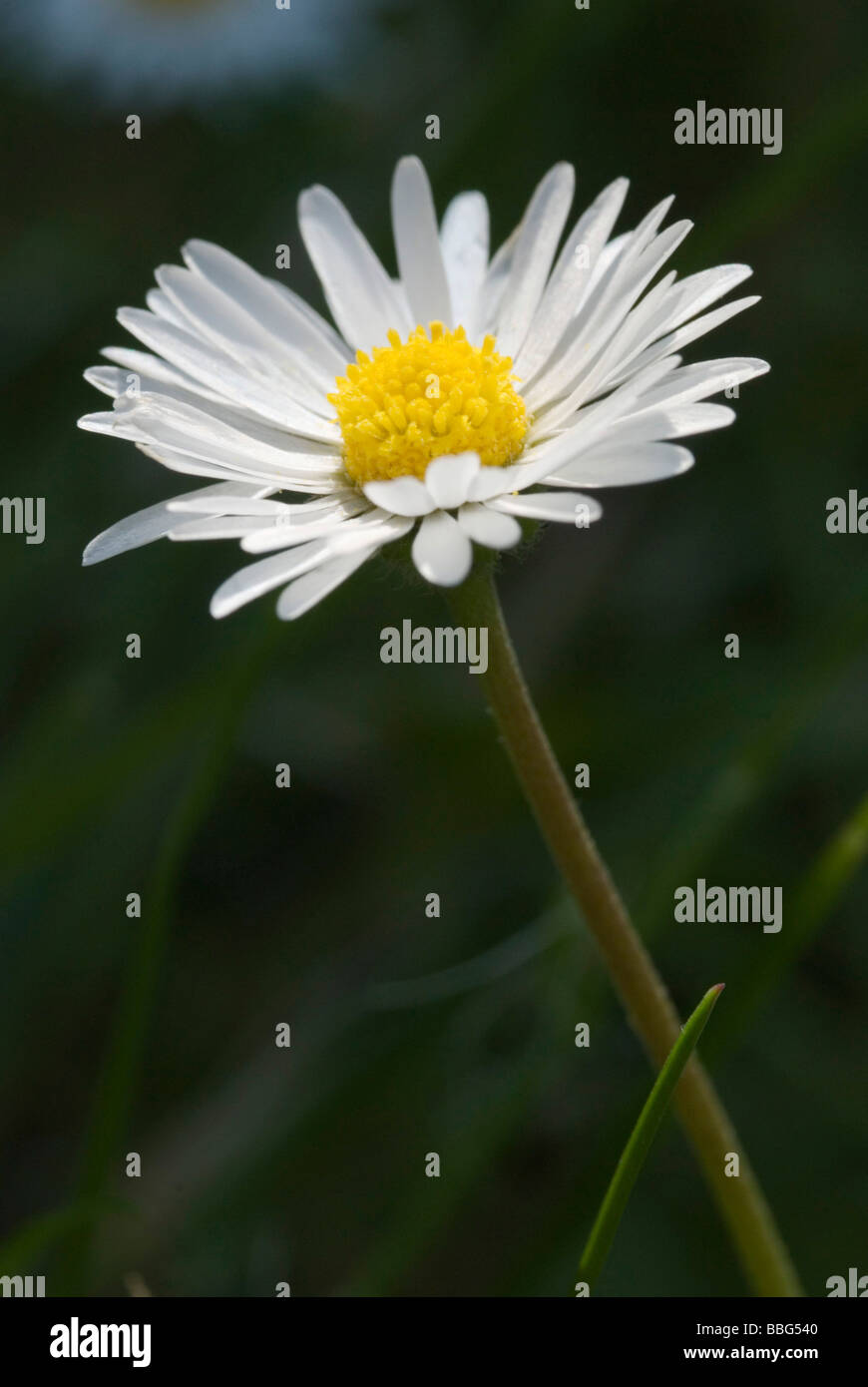 Daisy Daisy pelouse ou commun (Bellis perennis) Banque D'Images