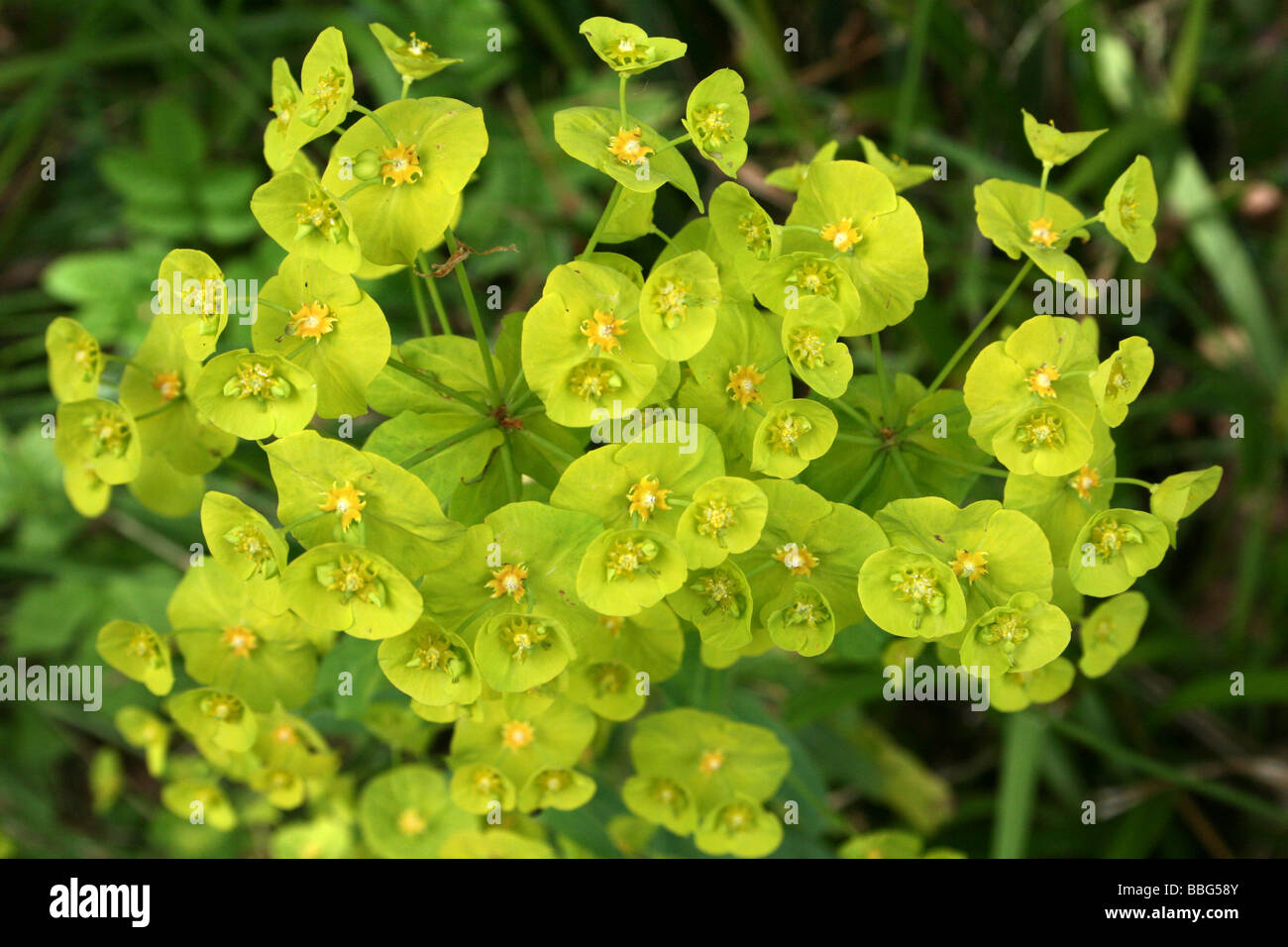 Wood Spurge Euphorbia amygdaloides Banque D'Images