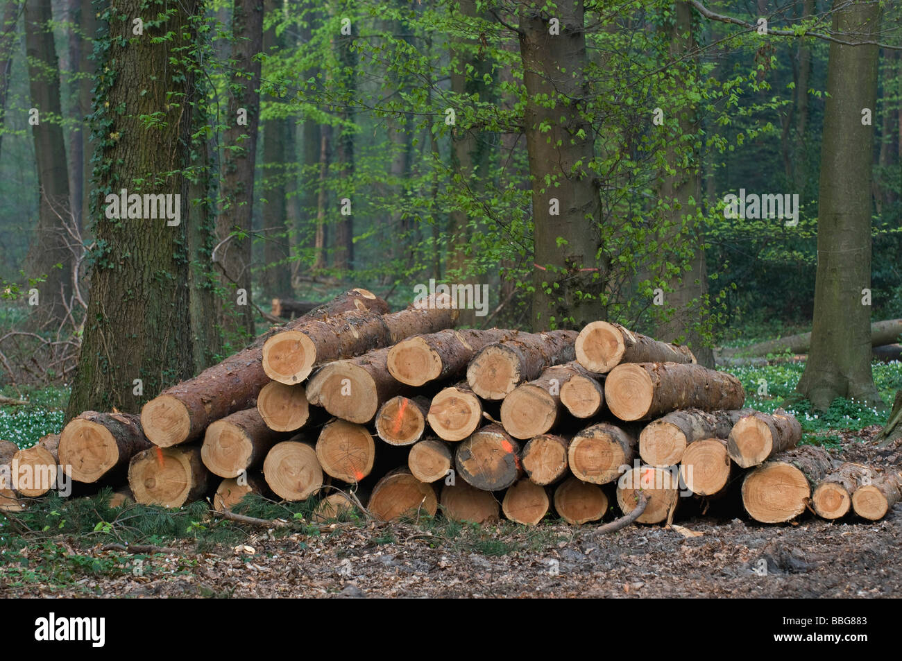 Bois de pin fraîchement coupé, rouge-troncs marqués dans la forêt sont à votre disposition pour enlèvement Banque D'Images
