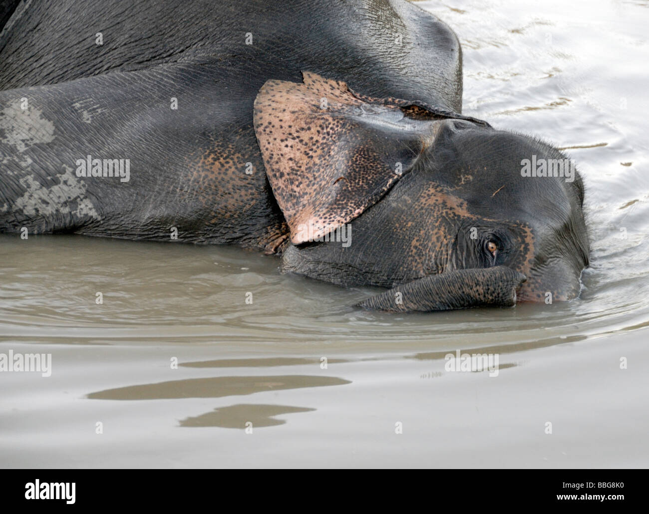 Un groupe de travail de l'éléphant indien (Elephas maximus indicus) bénéficie d'un bain dans une rivière après une dure journée de travail Banque D'Images