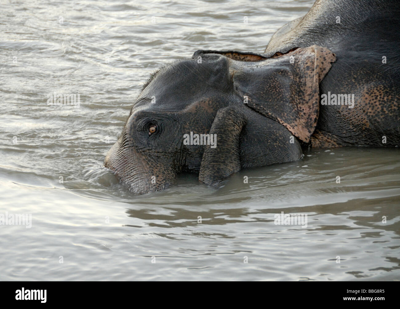 Un groupe de travail de l'éléphant indien (Elephas maximus indicus) bénéficie d'un bain dans une rivière après une dure journée de travail Banque D'Images