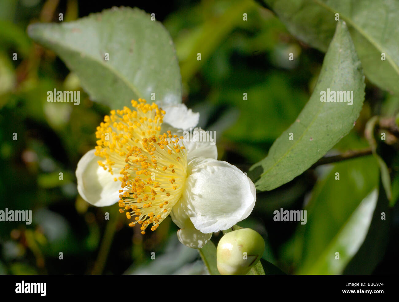 Fleurs jaunes et blanches de l'Assam thé (Camellia sinensis assamica) Banque D'Images