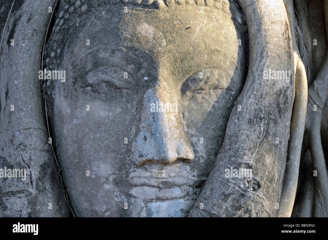 Tête de grès d'une statue de Bouddha, envahies par les racines d'un arbre de Bodhi (Ficus religiosa), Wat Mahathat, Ayutthaya, Thaïlande, Banque D'Images