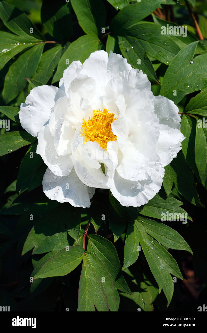 La floraison de la pivoine, Hakubanryu cultivar hybride de la pivoine (Paeonia suffruticosa) Hakubanryu hybride Banque D'Images