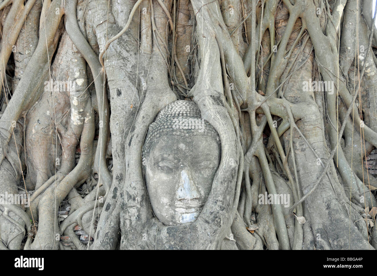 Tête de grès d'une statue de Bouddha, envahies par les racines d'un arbre de Bodhi (Ficus religiosa), Wat Mahathat, Ayutthaya, Thaïlande, Banque D'Images