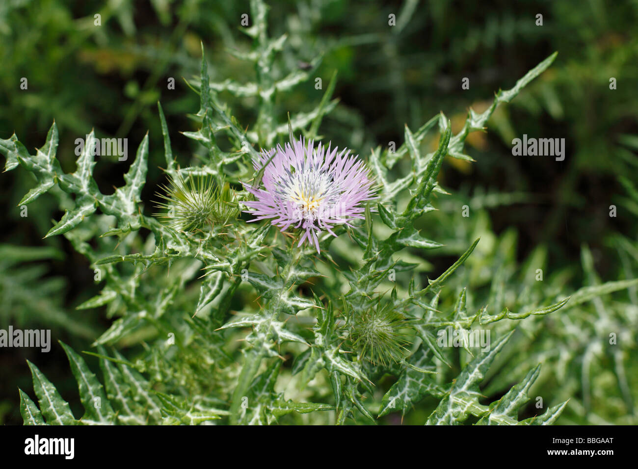 Milk Thistle (Galatites tomentosa), La Palma, Canary Islands, Spain, Europe Banque D'Images