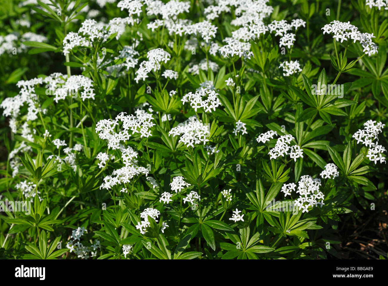 La floraison des plantes, Woodruff Sweet Woodruff, Wild Baby's Breath (Galium odoratum), plante médicinale, plantes aromatiques, toxiques pla Banque D'Images