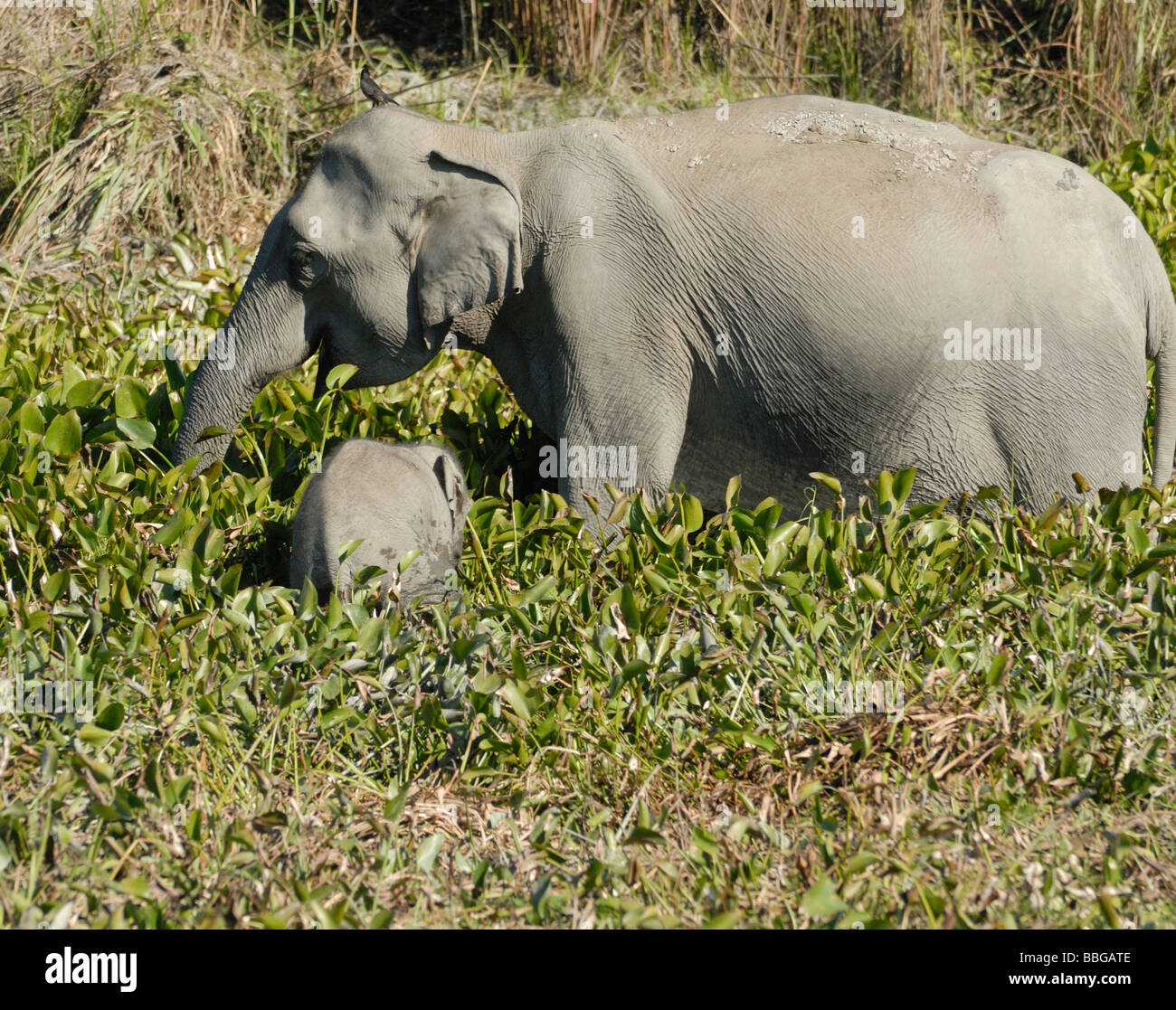 Les Indiens sauvages femelle éléphant (Elephas maximus indicus) avec un bébé de manger des plantes de l'eau sur les bords d'un lac. Banque D'Images