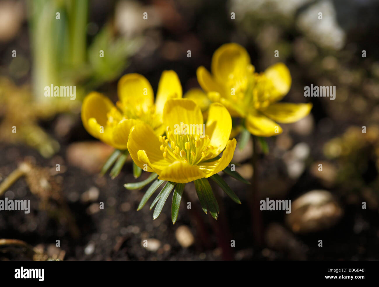 Aconit d'hiver (Eranthis hyemalis) Banque D'Images