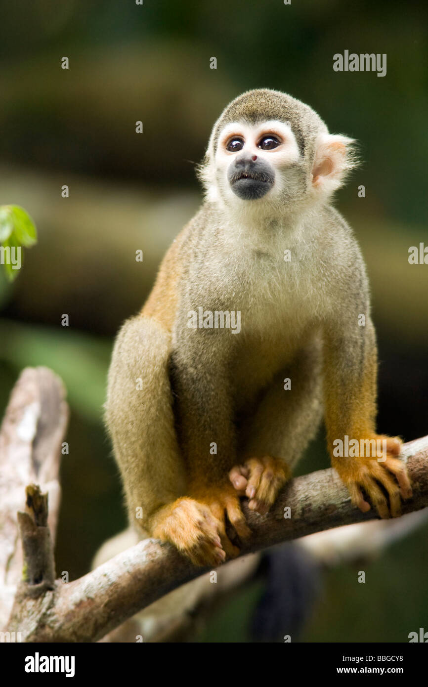 Singe écureuil - Parc national Yasuni - province de Napo, Equateur Banque D'Images