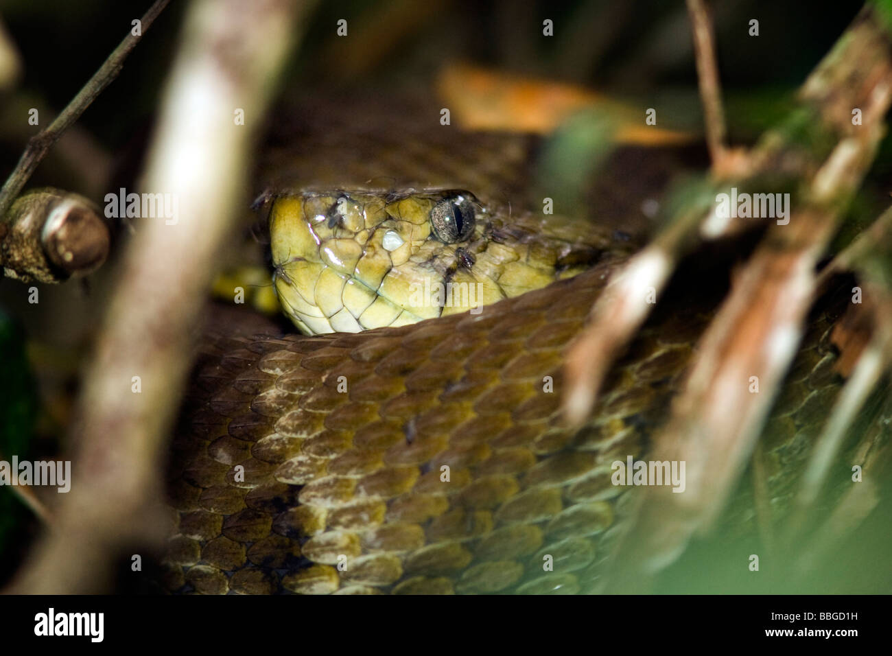 Fer-de-lance serpent - Parc national Yasuni - province de Napo, Equateur Banque D'Images