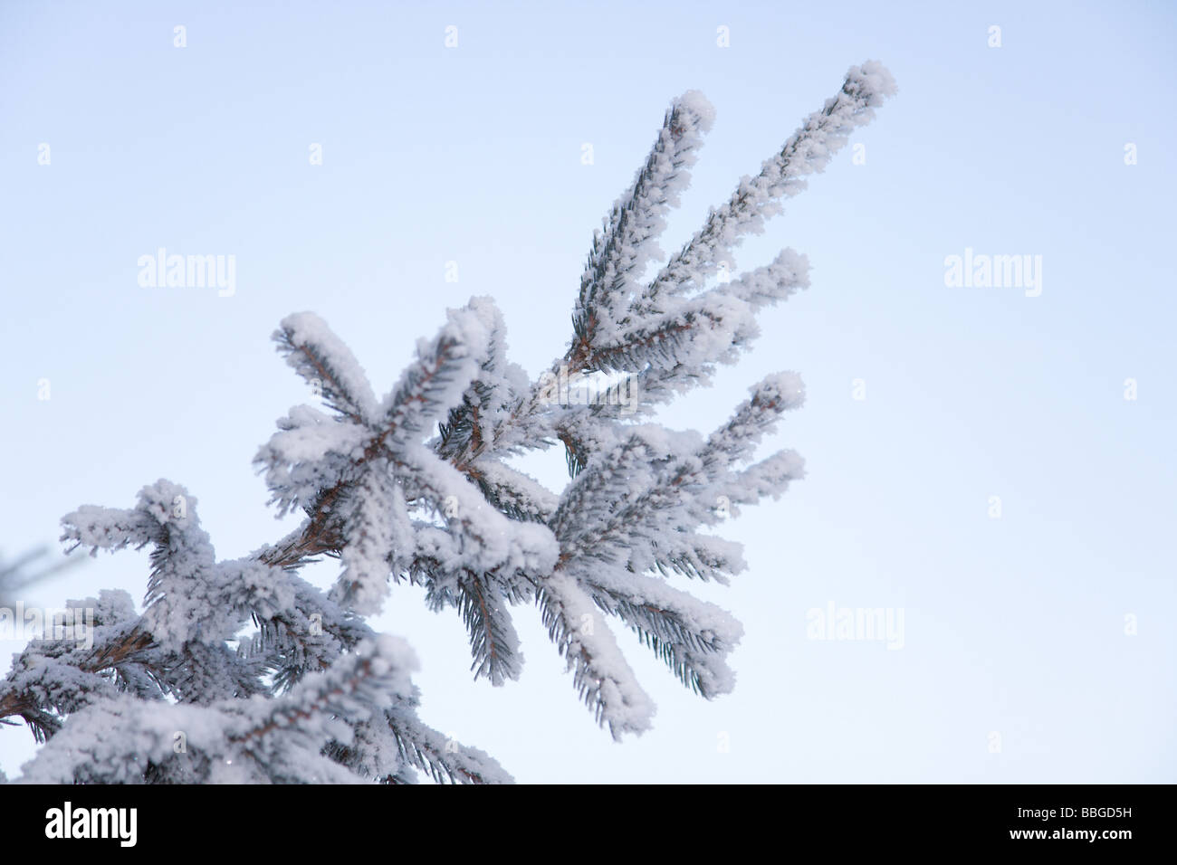 Sapin brunch avec de la neige dans le ciel bleu Banque D'Images