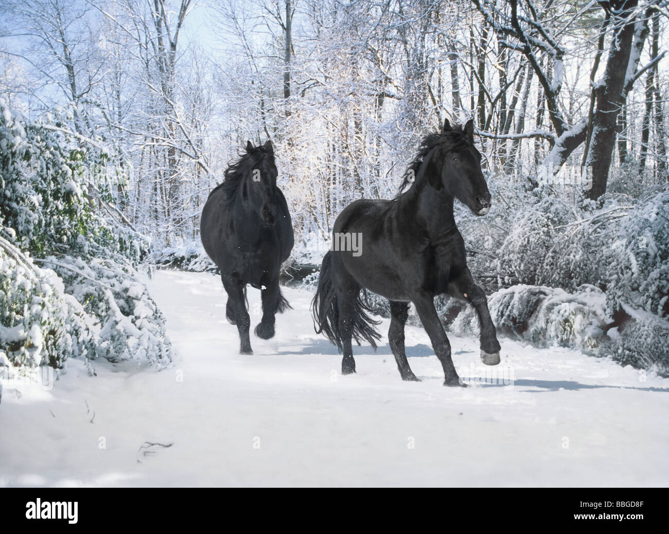 Paire de chevaux frisons dans la neige par flux Banque D'Images