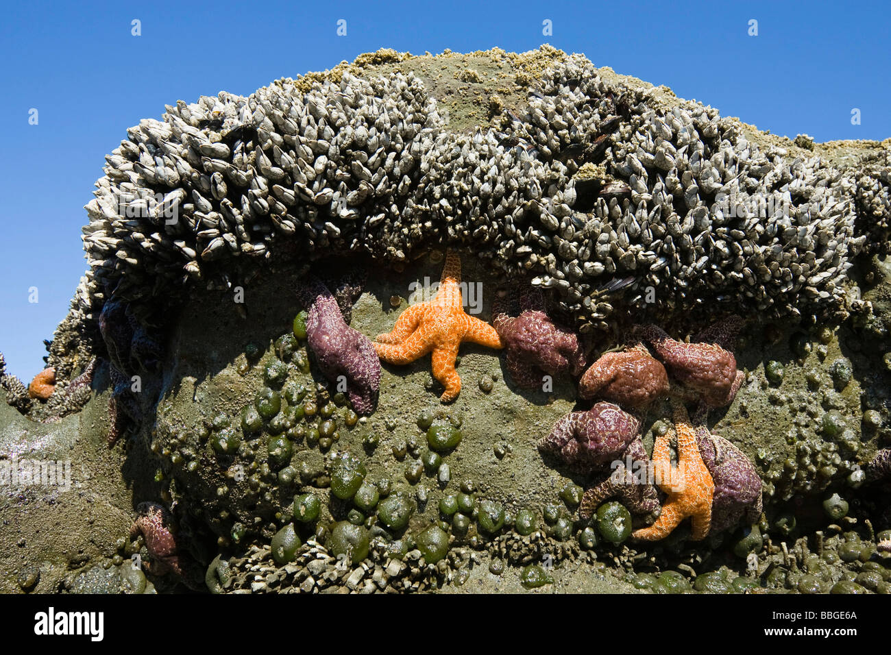 Marée basse extérieure avec des étoiles de mer, des étoiles de mer ocre (piastre ochraceus), l'oie et de balanes (Lepas anserifera), la côte du Pacifique, les Jeux Olympiques N Banque D'Images