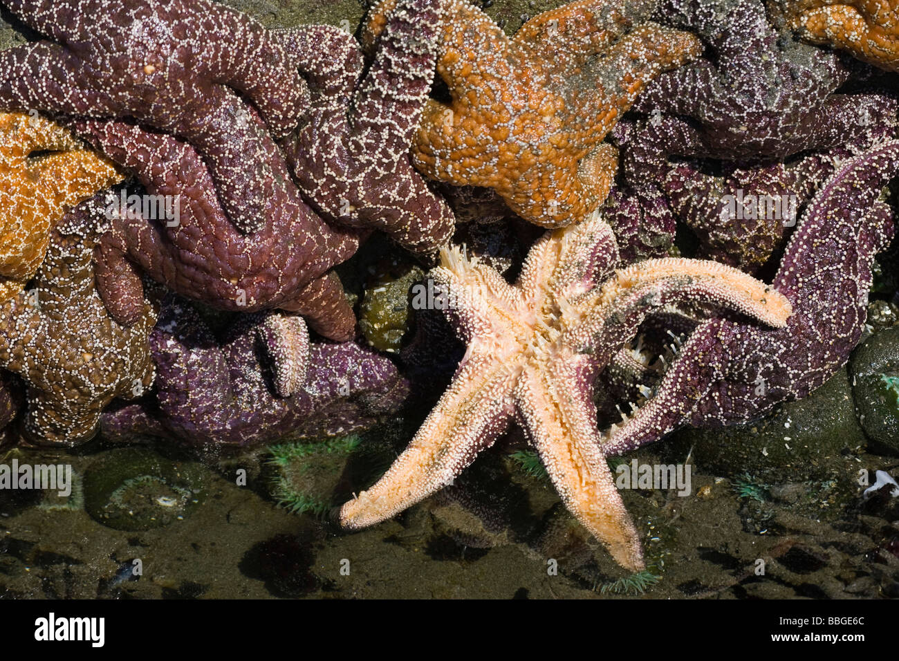 Marée basse extérieure avec des étoiles de mer, des étoiles de mer ocre (piastre ochraceus), la côte du Pacifique, Olympic National Park, Washington, USA Banque D'Images