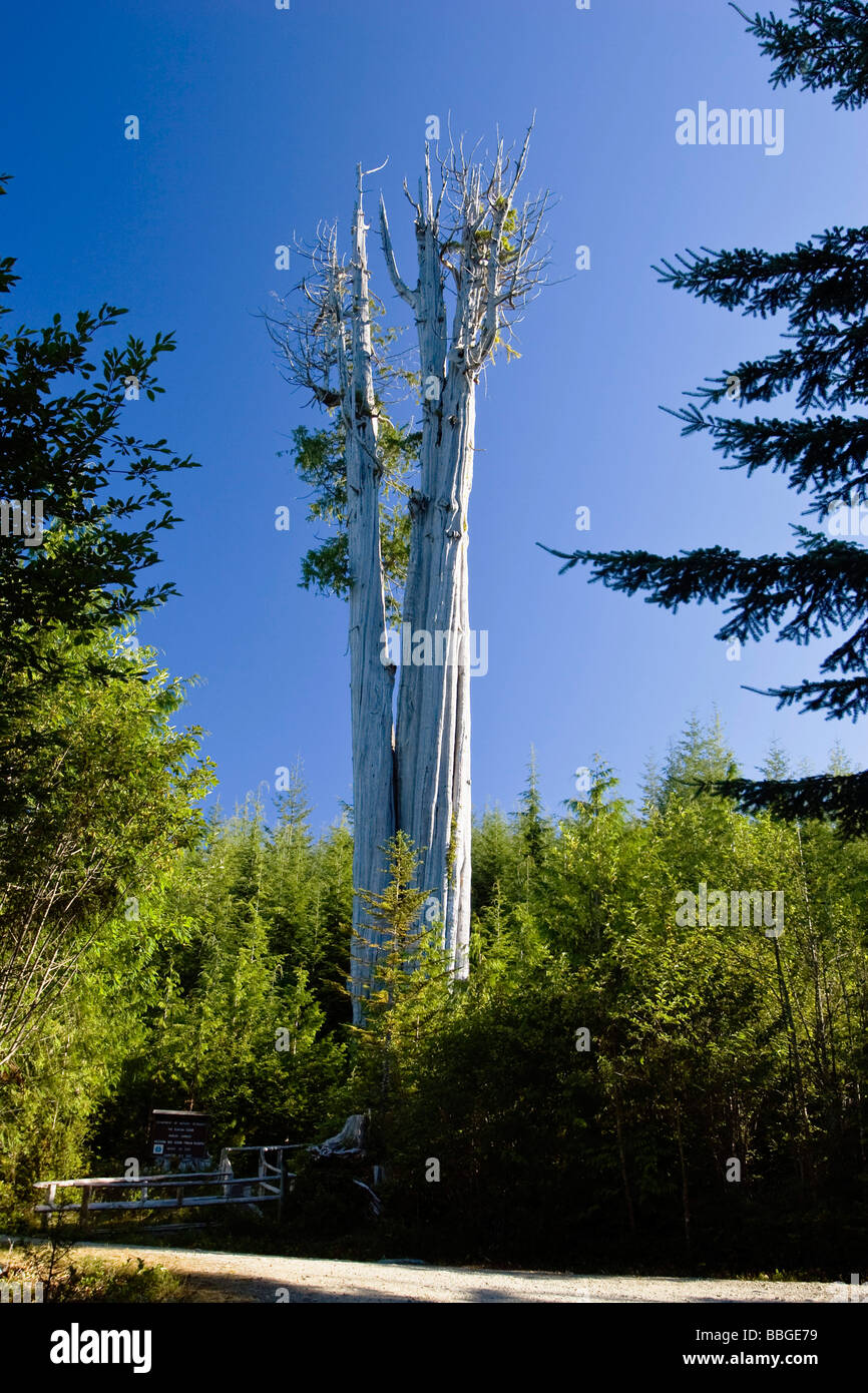 Plus grand cèdre rouge de l'arbre du monde (Thuja plicata), Olympic National Park, Washington, USA Banque D'Images