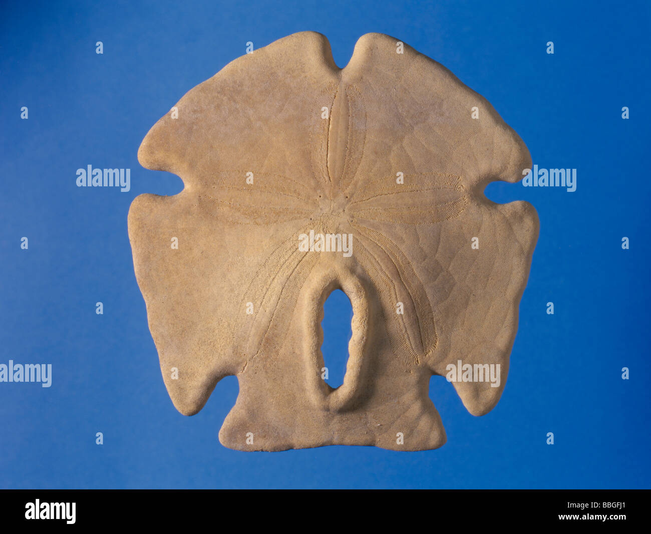 L'oursin fossile (Encope grandus) à partir de la période pléistocène, au nord du Mexique, l'Amérique centrale. Longueur 110mm. Banque D'Images
