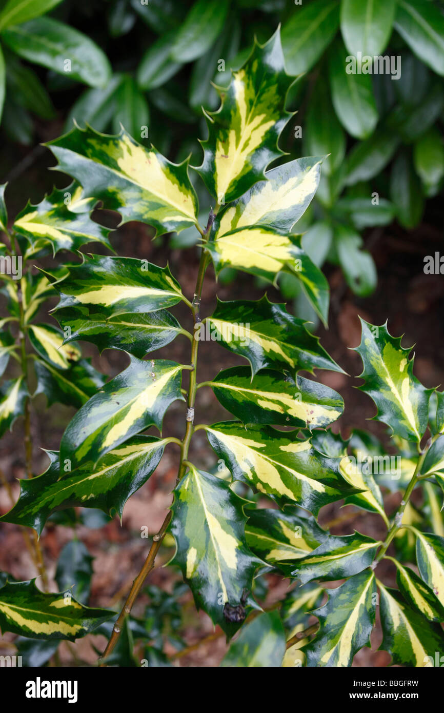 HOLLY Ilex aquifolium golden flamenco CLOSE UP DE FEUILLES Banque D'Images