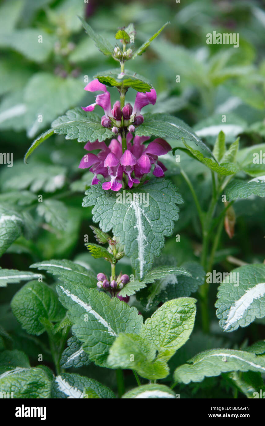 Lamium maculatum close up of flower Banque D'Images