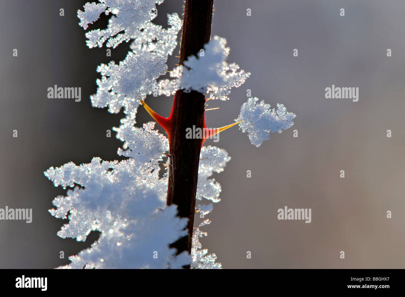 Épines avec cristaux de neige, la Suisse, l'Argovie Banque D'Images