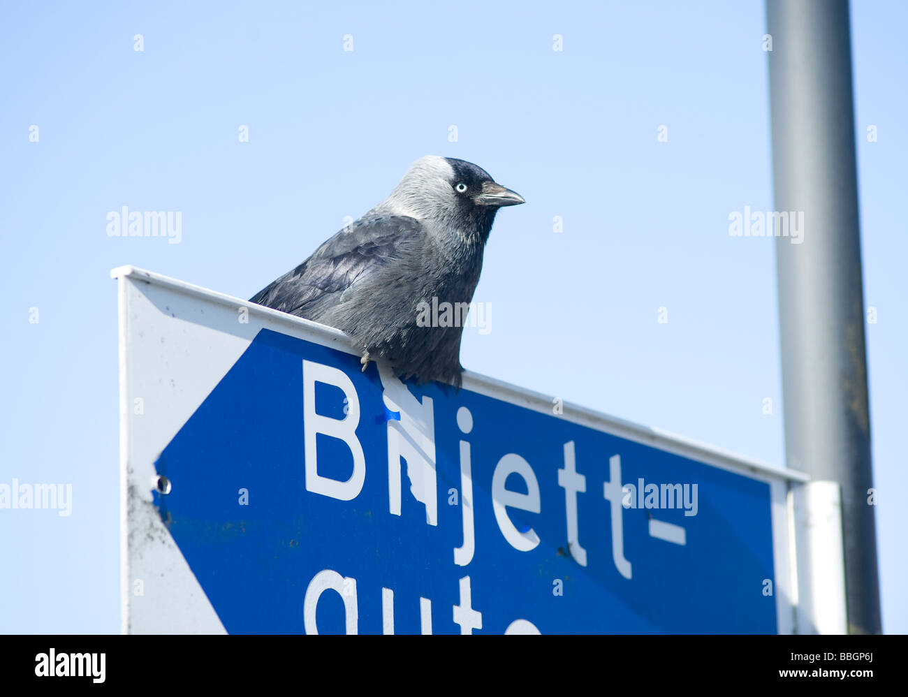 Hooded crow (Corvus corone cornix), reposant sur un parking sign, Sweden Banque D'Images