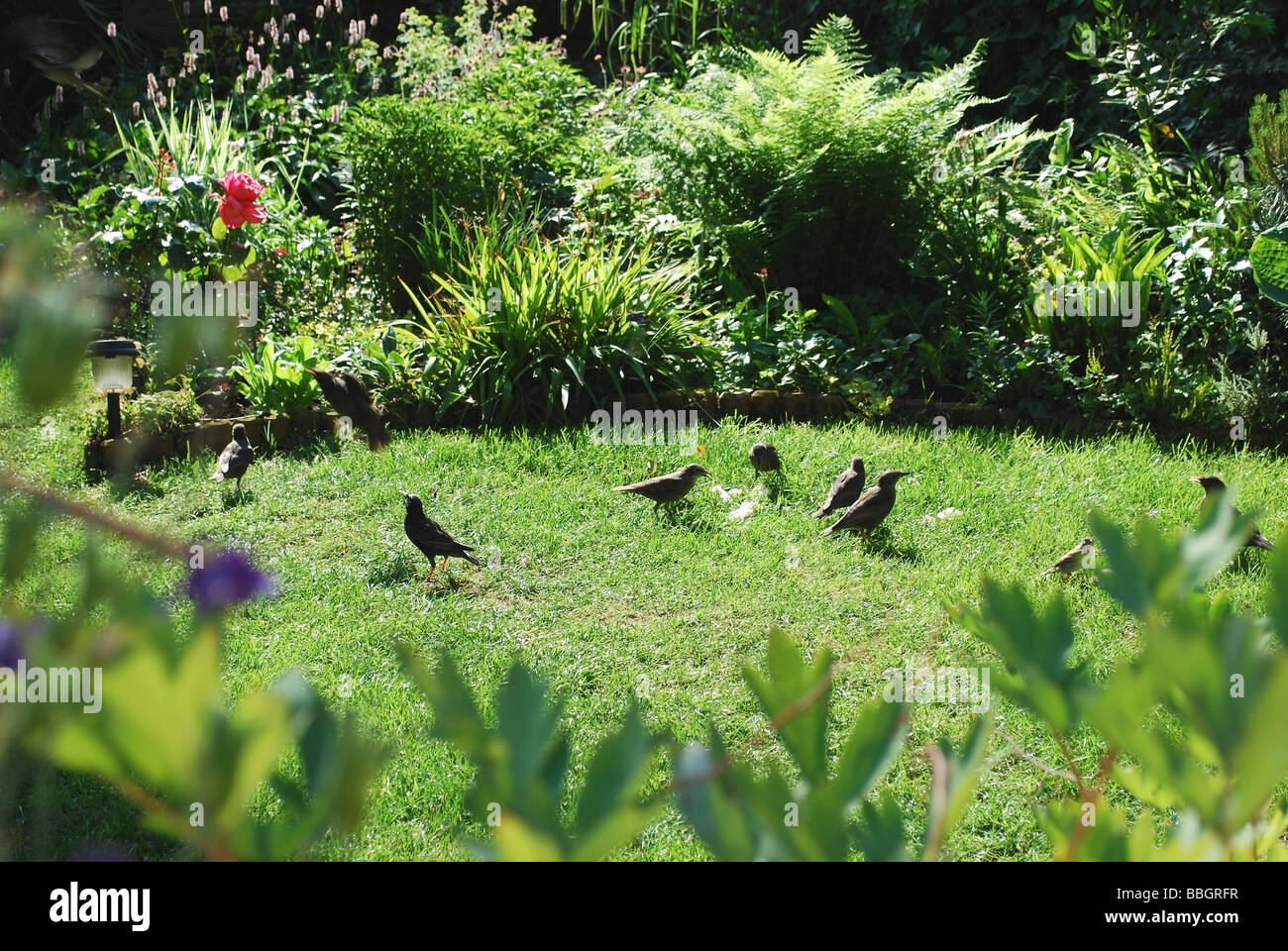 Jardin pelouse avec des oiseaux Banque D'Images