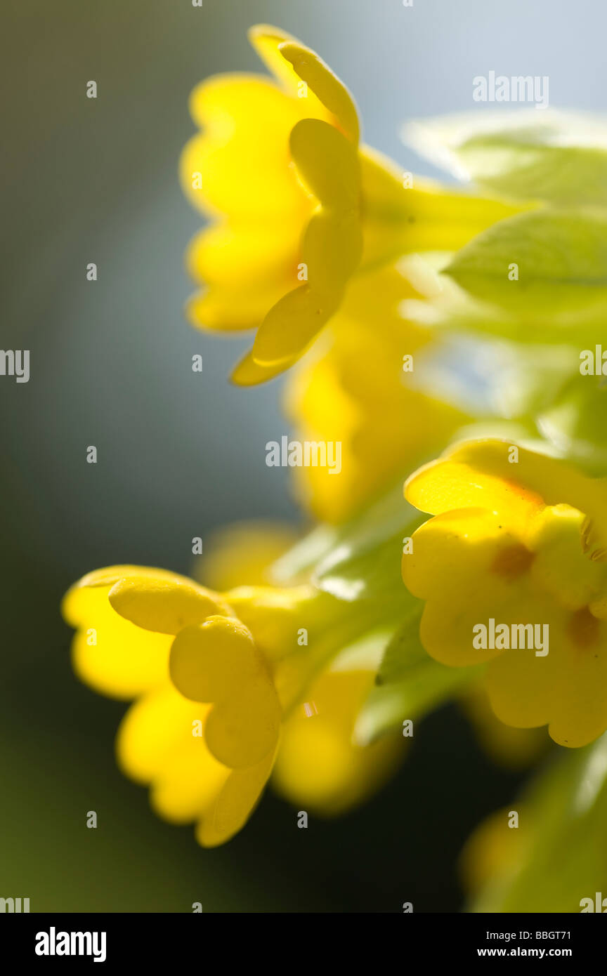 (Primula veris cowslips) vue rapprochée Banque D'Images