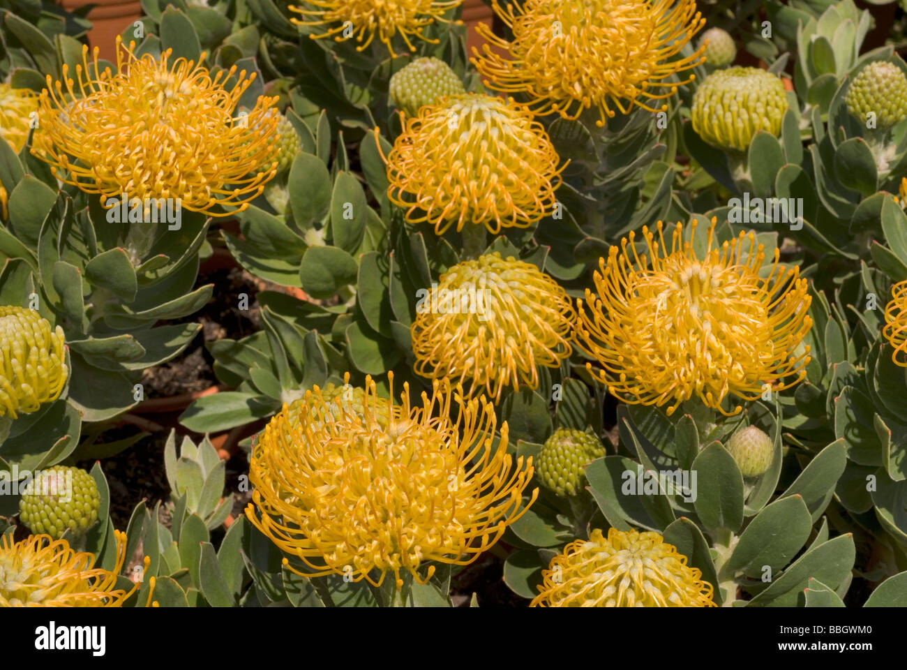 Leucospermum glabrum x tuttum 'Carnaval' Cuivre, Afrique du Sud, des Protéacées Banque D'Images