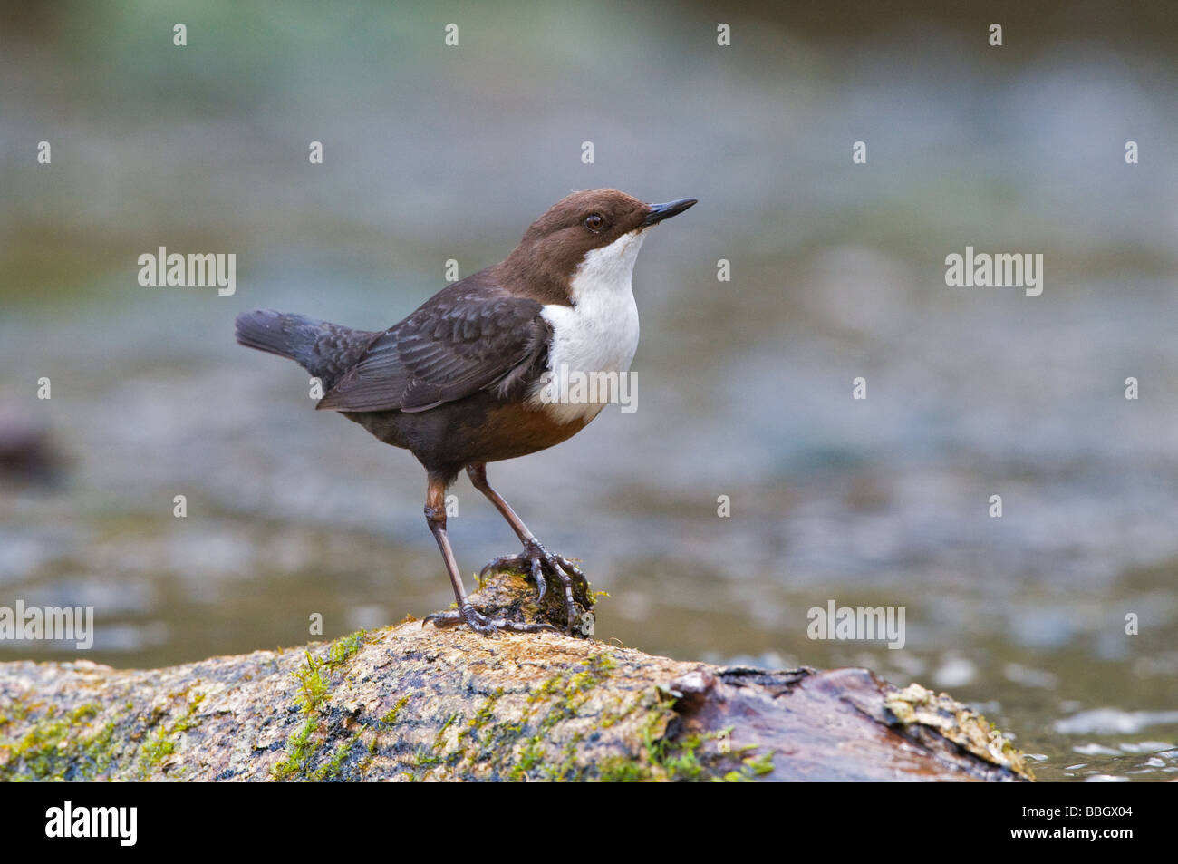 Un balancier mâle(Cinclus cinclus) Relaxing Banque D'Images