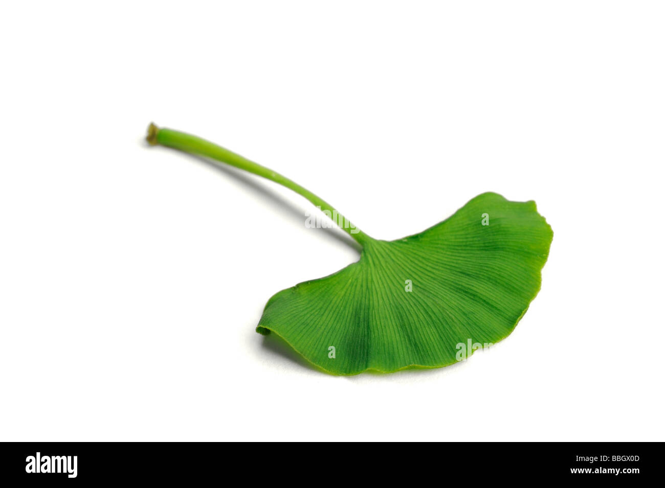 Le gingko biloba ou arbre aux 40 écus leaf Banque D'Images