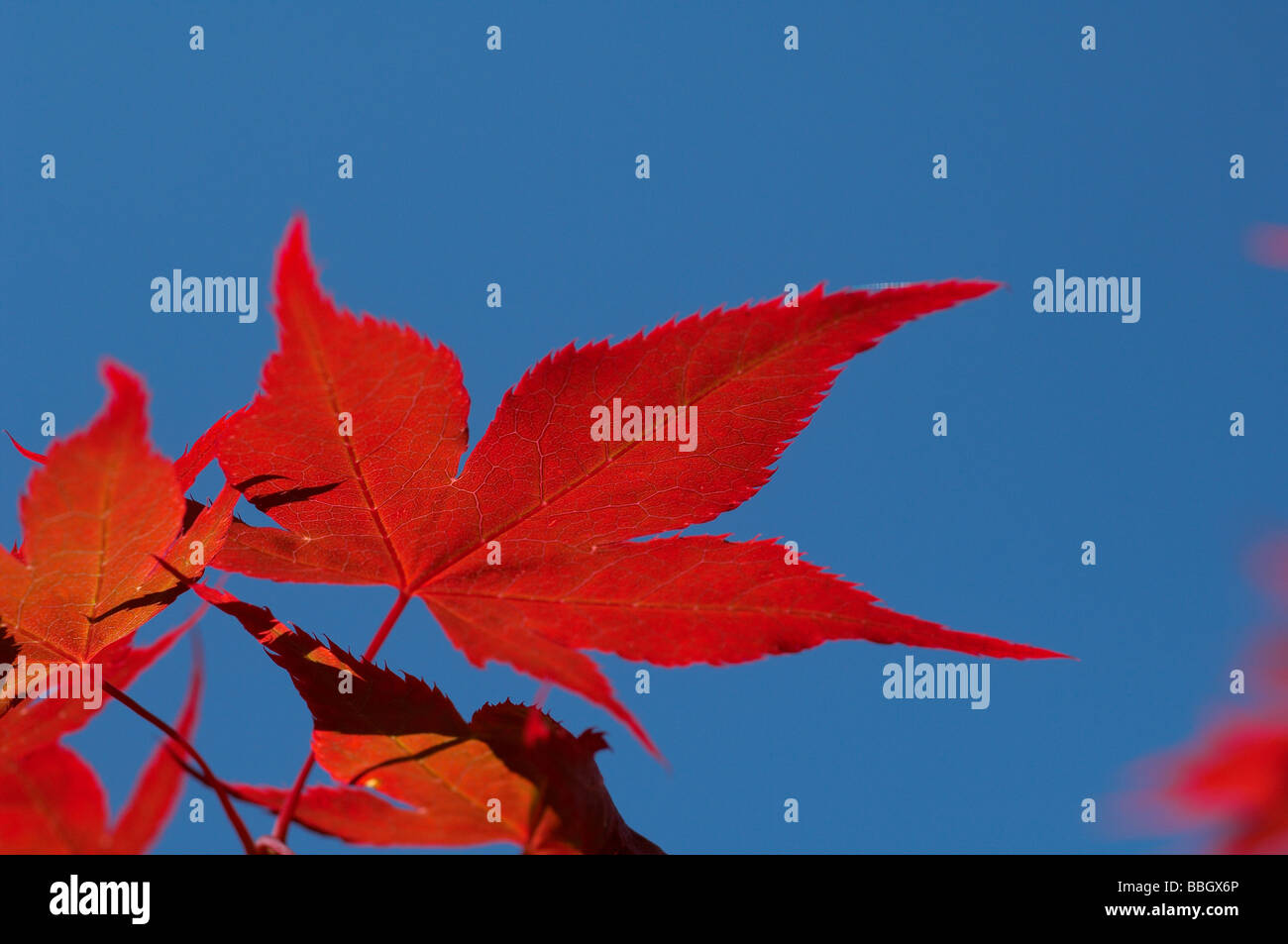 Acer palmatum ou érable japonais Banque D'Images