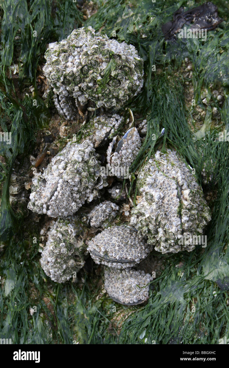 Balane commune incrusté de moules Mytilus edulis sur un rocher à New Brighton, Wallasey, le Wirral, Merseyside, Royaume-Uni Banque D'Images