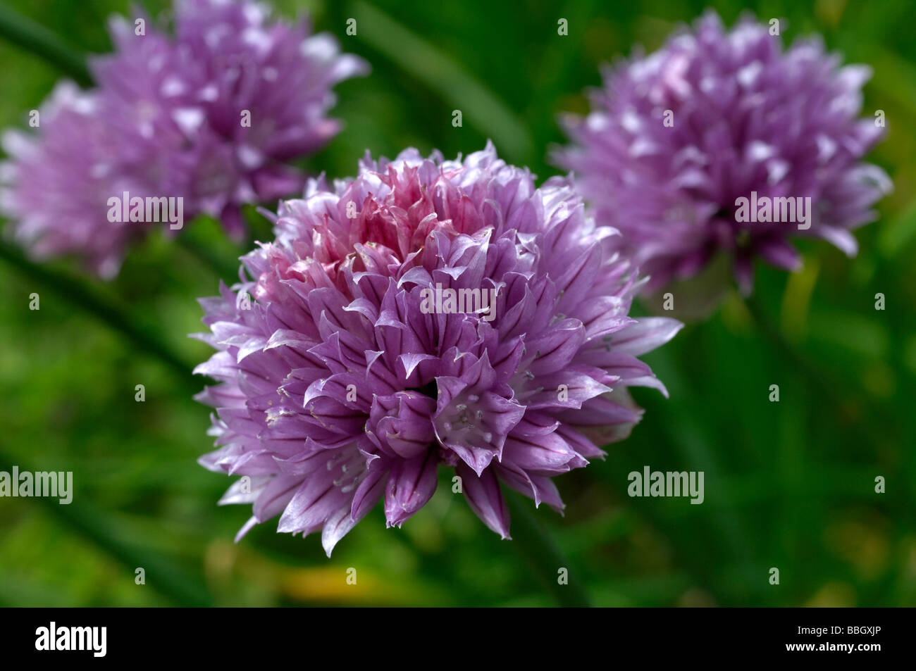 Fleurs de ciboulette Allium schoenoprasum Banque D'Images