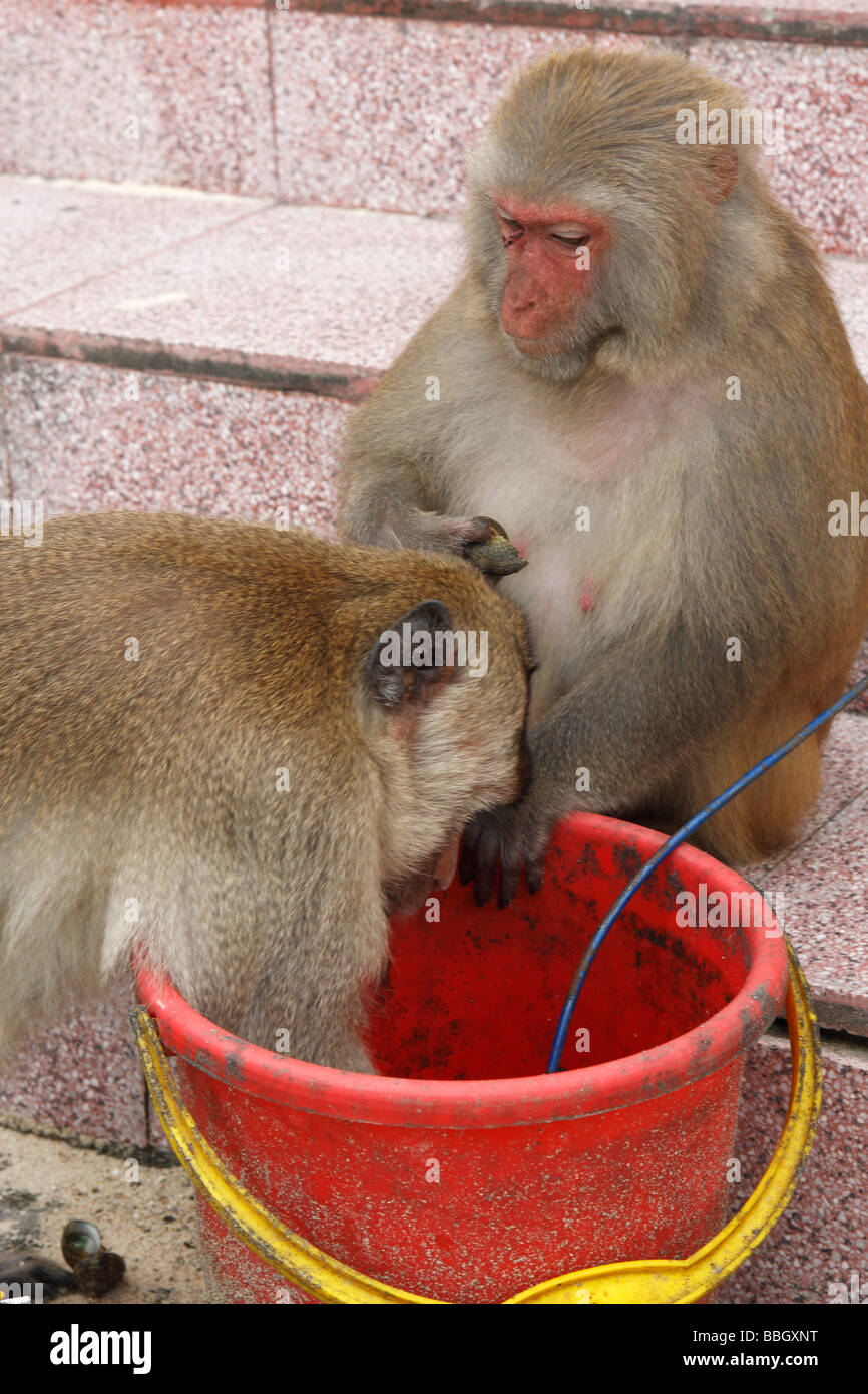 La consommation de mollusques des macaques à partir d'un seau, Vietnam Banque D'Images