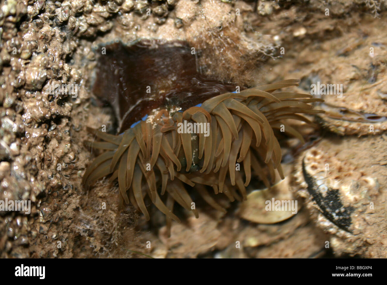 Anémone de mer verte Actinia prasina dans un Rockpool à New Brighton, Wallasey, le Wirral, Merseyside, Royaume-Uni Banque D'Images
