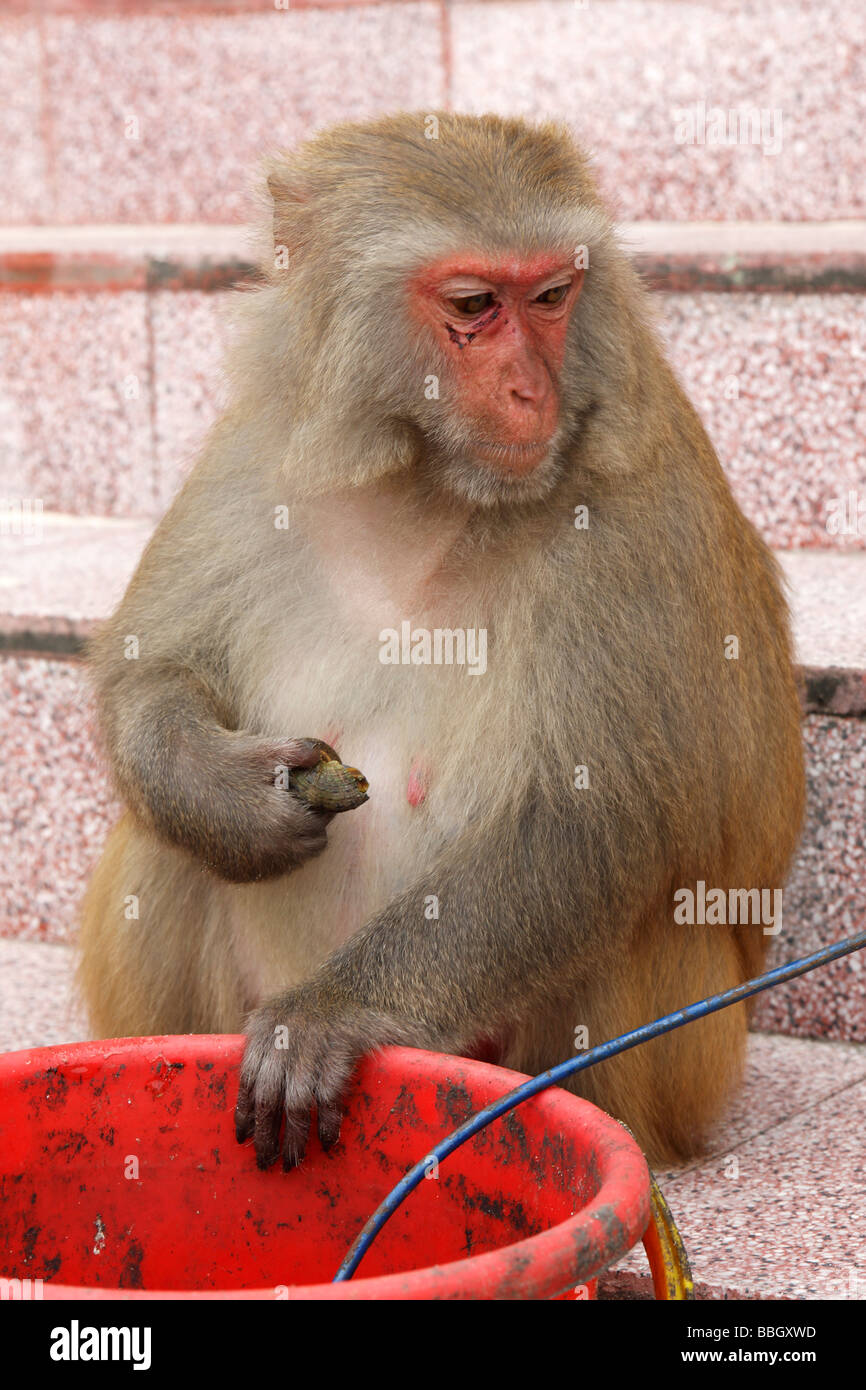 La consommation de mollusques singe macaque à partir d'un seau, Vietnam Banque D'Images