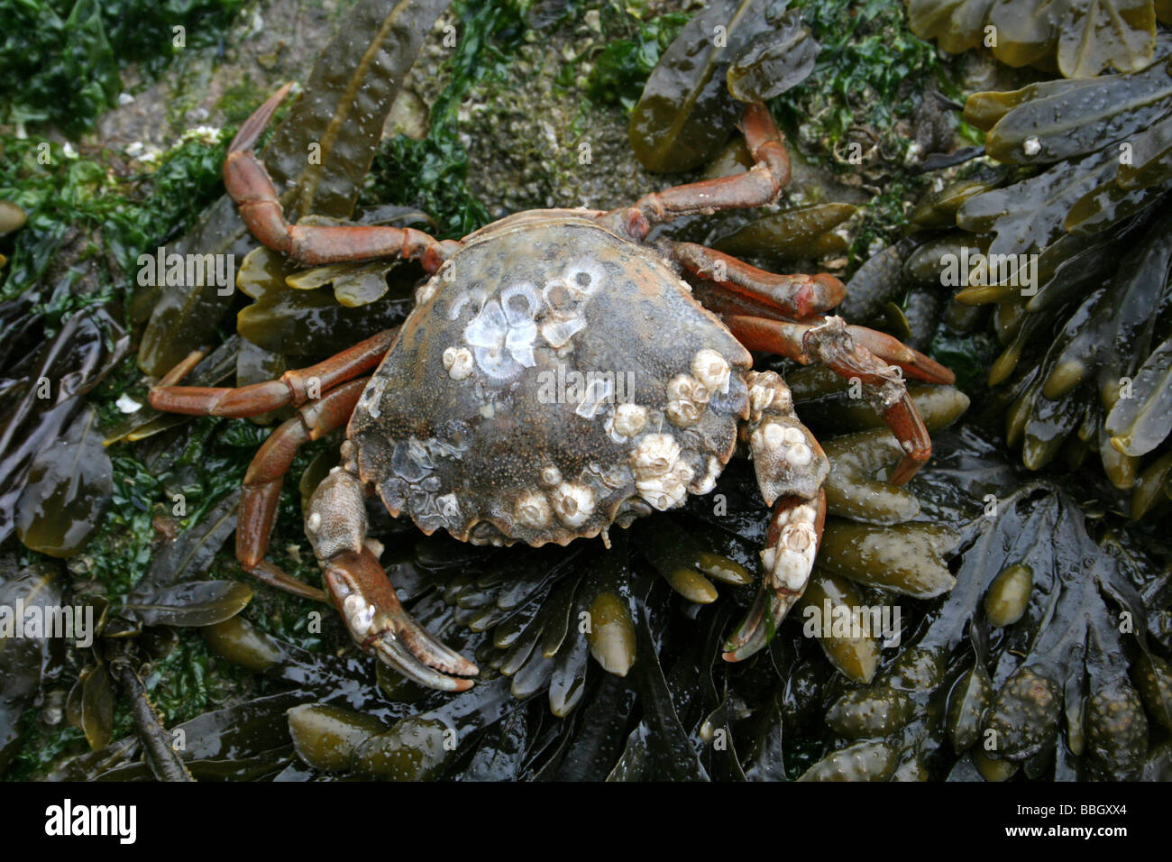 Crabe commun Carcinus maenas sur Spiral Fucus spiralis Rack Rock couvert prises à New Brighton, le Wirral, Merseyside, Royaume-Uni Banque D'Images