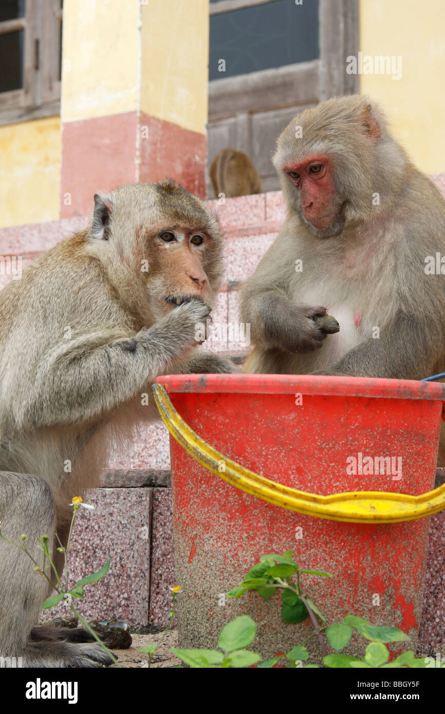 Deux macaques consommation de mollusques à partir d'un seau, Vietnam Banque D'Images