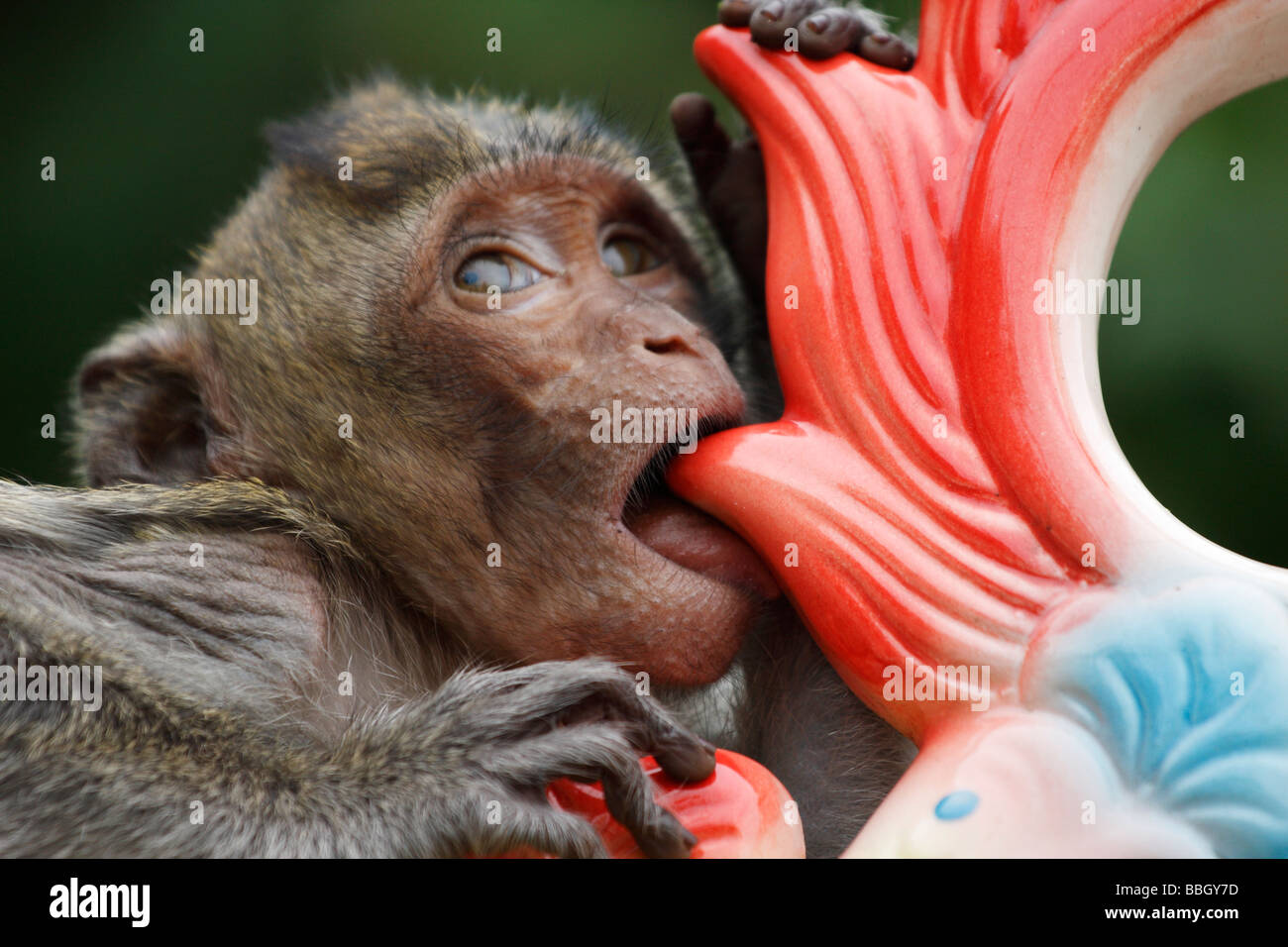 Visage De Mignon Bebe Singe Macaque Close Up Vietnam Photo Stock Alamy
