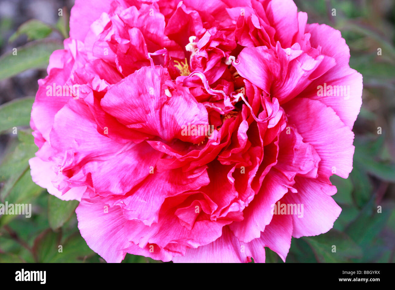 Magnifique et somptueux ,,double,pivoine fleur pivoine en pleine floraison Banque D'Images